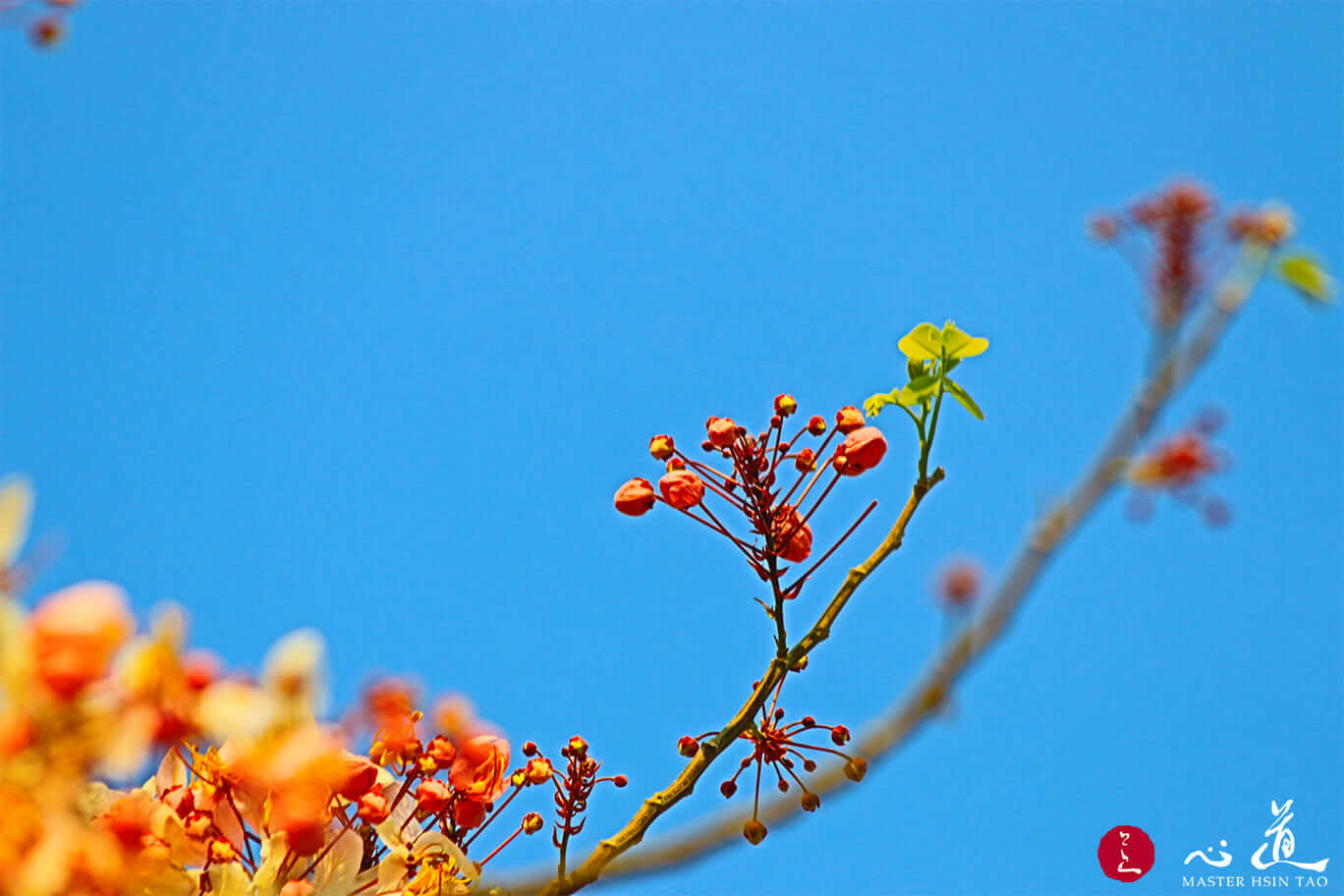 Unfolding the Flower of Avatamsaka Dharmapala-MasterHsinTao