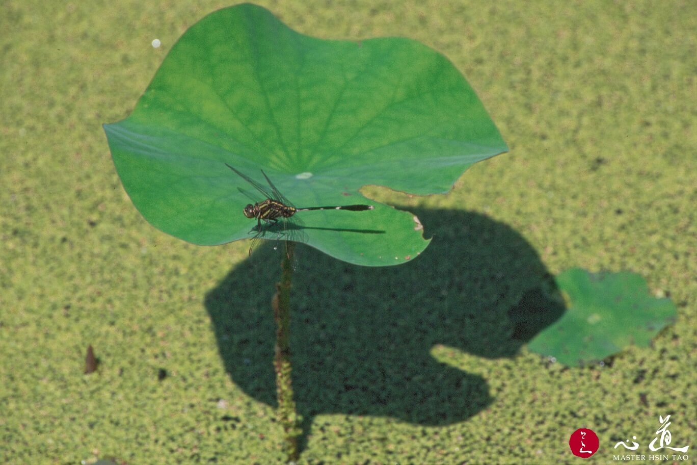 在生命的洪流中找到歸宿-心道法師