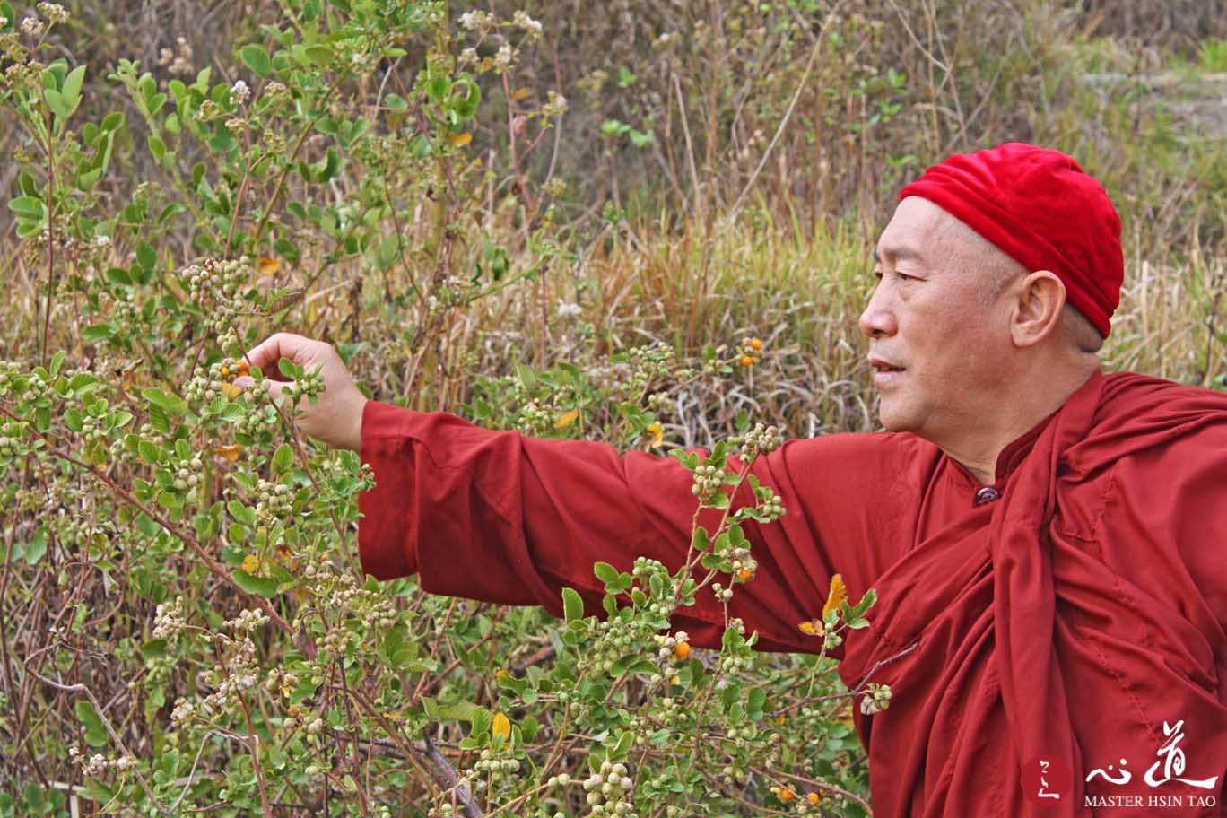 用灵性的智慧爱生态-心道法师检视植物